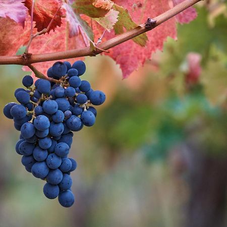 La Casa Del Vino - B&B Tollo 外观 照片