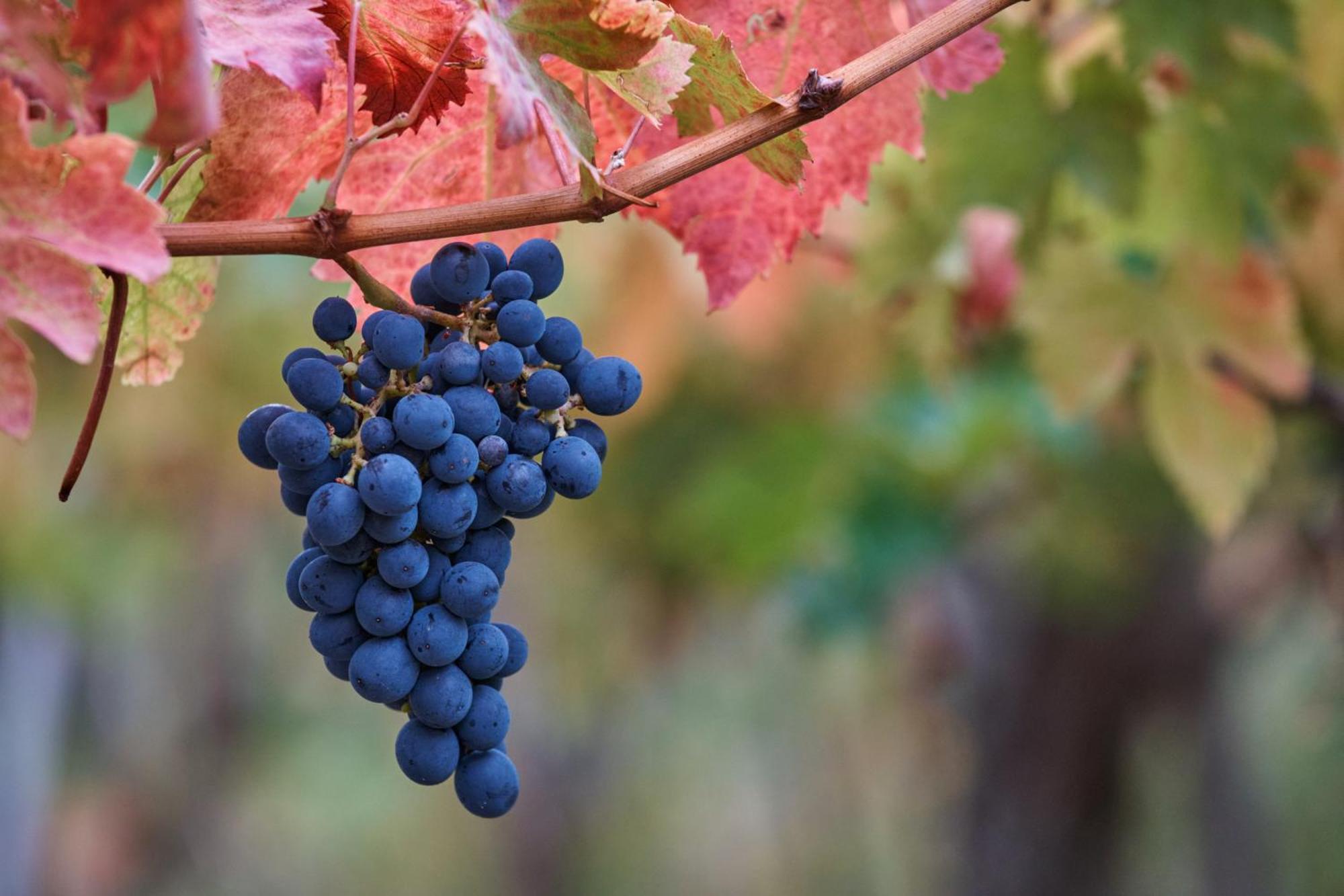 La Casa Del Vino - B&B Tollo 外观 照片